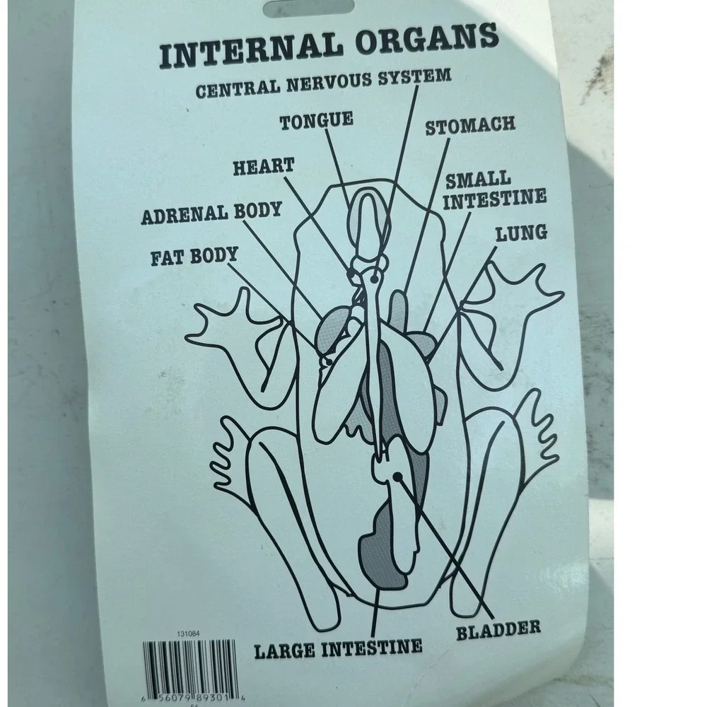 Educational‎ Frog Anatomy See Through Model Translucent Green Biology Toy STEM